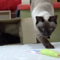 果報は寝て待て？猫ちゃんの作戦勝ち