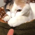 三毛猫好き集まれ〜！癒しのマッタリ動画始まるよ〜