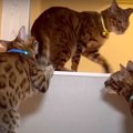 親子ゲンカ！父猫と長男猫を心配しちゃう次男猫