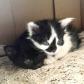 白黒でキュートな兄弟子猫…想像をはるかに超えた『美しすぎる成長後の…
