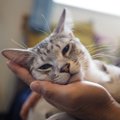 猫が飼い主を頼っているときにする行動５つ