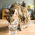 猫飼いさんは注意を！猫が口にすると危険な『飲み物・食べ物』５つ