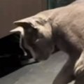 妙に静かな猫、様子を見に行くと『水入れの前』で……まさかの光景が147万再…