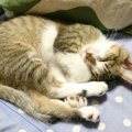 猫と暮らした後じゃないとわからない『大変なこと』５選