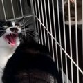新入り猫に『威嚇されてばかりだった先住猫』→根気強く待った結果…2年…