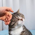 猫が『親友』と感じている人にする3つの行動　愛猫との信頼関係を深めるコ…