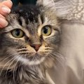訳ありと書かれ、『1万円で売れ残っていた猫』を家族に迎えたら…心を開く…