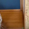 犯猫は誰だ？！爪とぎ化した柱の修復を見守る猫ちゃん