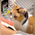 飼い主さんと一緒に寝たい三毛猫→呼んでも来ないと思ったら…破壊力が…