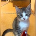可愛すぎる保護子猫→ママがガラス越しに『モデルとか興味ある？』と聞…