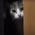 なぜ？入れたのに出られなくなった猫ちゃん！？