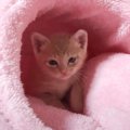 飼い主と目が合った子猫…『ヨチヨチと歩いてくる様子』が可愛すぎると…