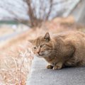 困っている野良猫を見かけたら…あなたにもできる４つのケース別対応方法