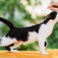 愛猫を『社交的に育てたい！』心がけるべき3つのこと　成猫の人馴れ訓…