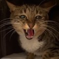 人が近づくと激しく威嚇、『心を開かなかった保護猫』が……わずか数時…