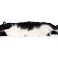 猫の『お腹側の毛色・柄』にまつわる3つのおもしろい話　黒猫以外で“…