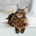 【獣医師監修】メインクーンの平均寿命は何年？短いといわれる理由や長生…
