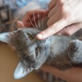 猫の『鼻が乾いている』のはおかしい？考えられる5つの理由　そもそも…