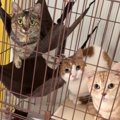 「全員戦闘態勢ｗ」業者さんが家に来た結果、3匹の猫が……笑っちゃうほ…