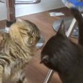 『力の差ｗｗｗ』クロ猫にバシバシ叩かれたモフ猫→やり返そうとした結…