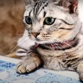 人間だと思ってる？膝の上に乗る姿が可愛い猫ちゃん♪