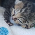 2つの顔をもって生まれた子猫”ベティ・ビー”