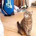 出かけようとするパパに気づいた猫→目の前に座り込んで…あざとすぎる…