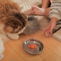 猫に初めて『サーモン』をあげてみたときの反応は…？"意外"…