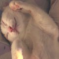 幸せそうに眠っていた猫→下のほうを見たら、『まさかの輝き方』をして…