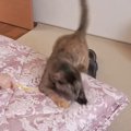 猫が『ずっと失くしてたおもちゃ』と再会したら…まさかの"テンシ…