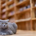 猫が大喜びする猫部屋の特徴3つ♪簡単なDIYで素敵な空間が作れるかも…