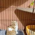 棚の上に猫じゃらし→ジャンプするかと思ったら…予想が大きく外れた『…