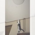 猫が電気の紐の影をめがけて飛んだら…まさかの『予想外すぎるジャンプ力』…