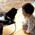 赤ちゃんと暮らす３匹の保護猫→まるで弟のように接していて…愛情にあ…