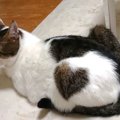 猫が飼い主におしりを向ける時の心理5つ