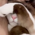 おててを使って『目を隠していたネコ』→どかして、顔を見てみたら…あ…
