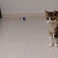 テンションMAXな姉猫を見て戸惑いが隠せない妹猫