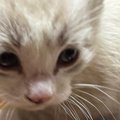 白猫だと思っていたら…成長した結果→全然違う見た目になった『１年後…