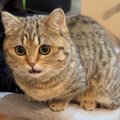 『さっきご飯食べたばっかりなのに…』お腹が空いた猫の可愛すぎるアピ…