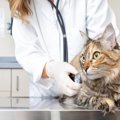猫には危険度の高い『伝染性腹膜炎（FIP）』症状や予防法、近年広まり…