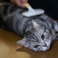 猫ちゃんの長考