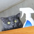 猫へのしつけは『霧吹き』が効果的？3つの理由と重要なポイントとは