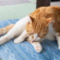 『体調が悪い猫』に共通する5つの特徴　口で言えない猫の“ツライよ”サイン…