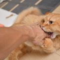 猫が『絶対触って欲しくない部位』4選！知っておくべきダメな理由