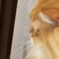 先輩猫のもとへ向かう『小さな子猫』を見ていると……たまらなく可愛い動き…
