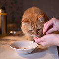 猫に「プロテイン」を与えても大丈夫？効果や与え方の注意点などを徹…