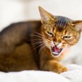 猫が懐いてくれない！５つの原因と対処法