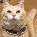 猫の目からわかる心理３つ。実はこんな気分だった！