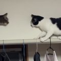 カーテンレールを歩こうとした猫→逆方向から『もう1匹の猫』が向かっ…