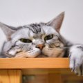 猫が『退屈しのぎ』をしている時にする行動5選